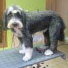 Bearded Collie